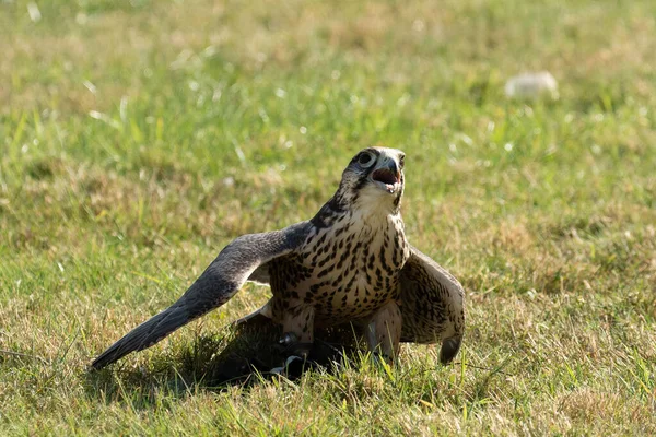 Faucon Bannière Falco Biarmicus Qui Manipule Les Prises Appâtées Fauconnerie — Photo