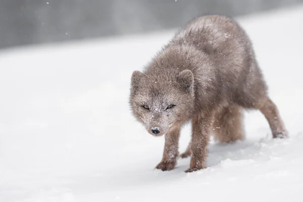 Список Видів Роду Арктичної Лисиці Vulpes Lagopus Hornstrandir Nature Reserve — стокове фото