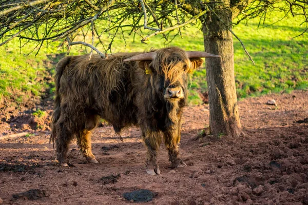 Close Shot Highland Cattle Standing Ground Looking Right Camera Daytime — Stock Photo, Image