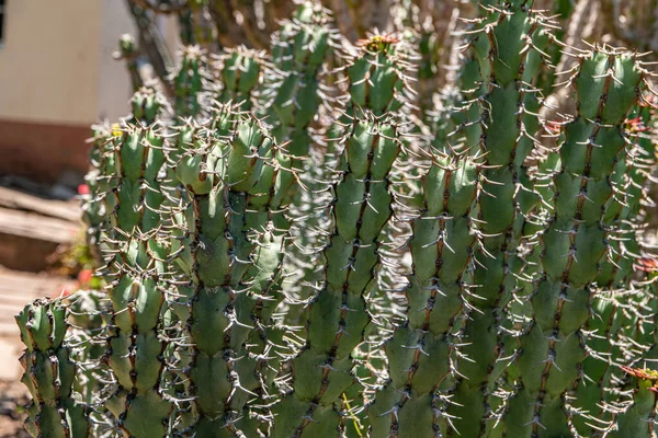 Closeup Shot Blossom Euphorbia Virosa Plants — Stock Photo, Image