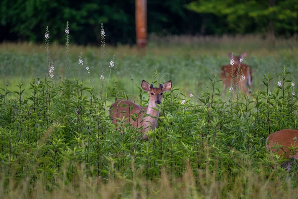 Beau Coup Cerf Virginie Assis Dans Champ Herbe Haute — Photo