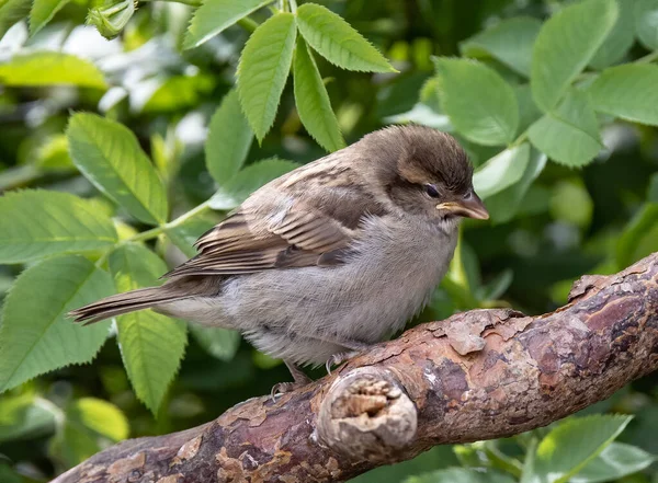 Closeup Shot House Sparrow Branch Tree — Stock Photo, Image