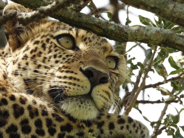 Close Leopardo Deitado Galho Árvore Parque Nacional Maasai Mara Quênia — Fotografia de Stock