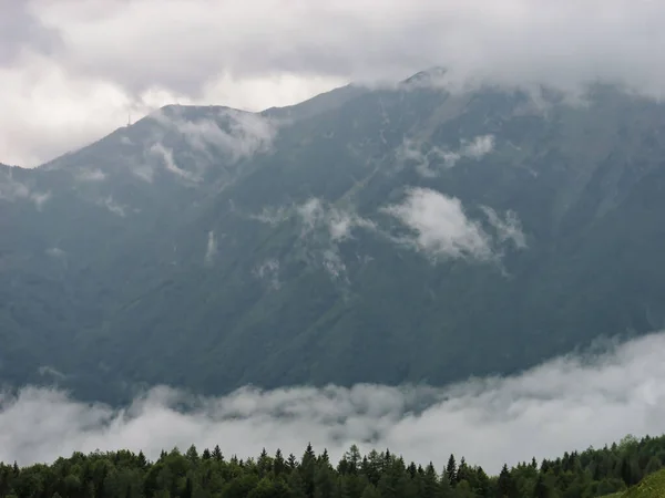 Drzewa Sosnowe Góry Velika Planina Słowenia — Zdjęcie stockowe