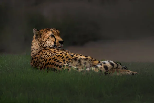 Eine Mature Cheetah Die Grass Mit Seinem Kopf Auf Seinem — Stockfoto
