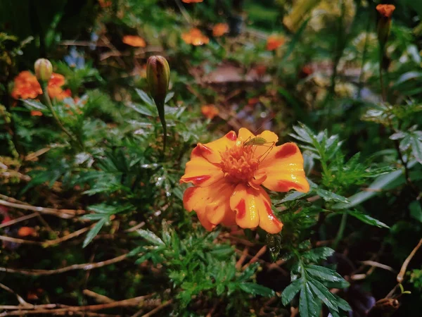 Closeup Shot Blooming Orange Marigold Flowers Field — Stock Photo, Image