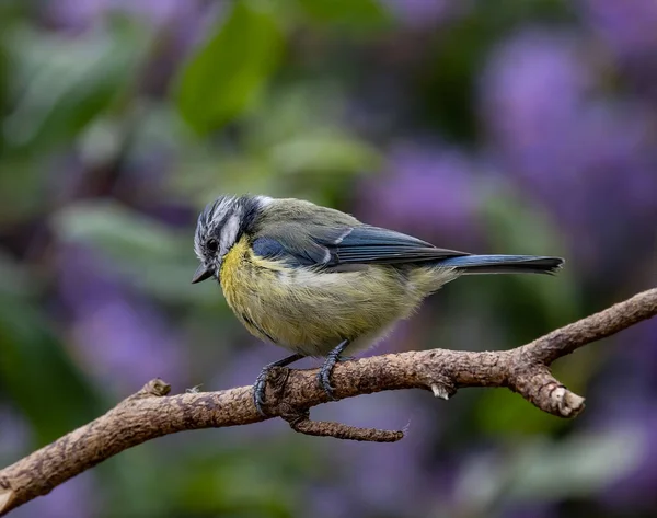 Selective Focus Shot Beautiful Blue Tit Perched Branch Garden — Zdjęcie stockowe