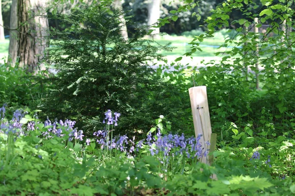 Primo Piano Fiori Blu Che Sbocciano Giardino — Foto Stock