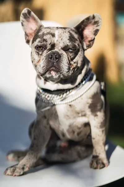 Eine Vertikale Aufnahme Einer Entzückenden Französischen Bulldogge Die Einem Sonnigen — Stockfoto
