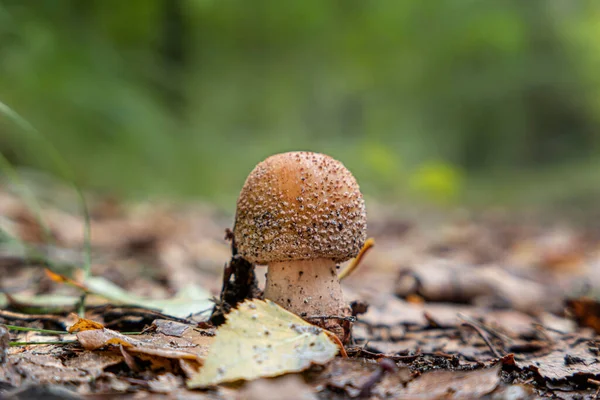 一个有着茂密背景的红色小蘑菇的特写镜头 — 图库照片