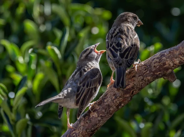 Tiro Seletivo Foco Pardais Adoráveis Empoleirados Ramo Fundo Borrado Jardim — Fotografia de Stock