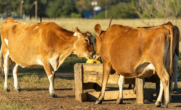 Una Vaca Marrón Comiendo Una Granja Día Soleado — Foto de Stock