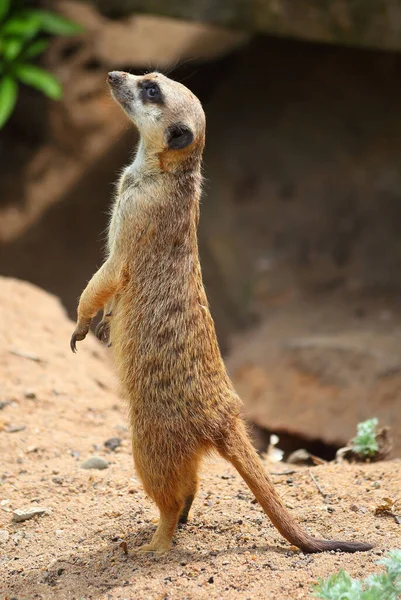 Eine Vertikale Aufnahme Eines Erdmännchens Einem Zoo Vor Verschwommenem Hintergrund — Stockfoto