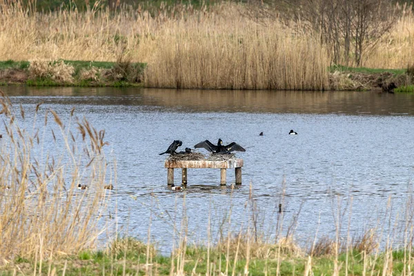 Piękne Ujęcie Kilku Kormoranów Gnieździe Jeziorze Polem Tle — Zdjęcie stockowe