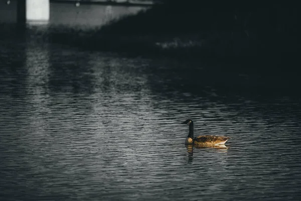 Closeup Shot Goose Swimming Pond Dark Gloomy Day — Stock Photo, Image