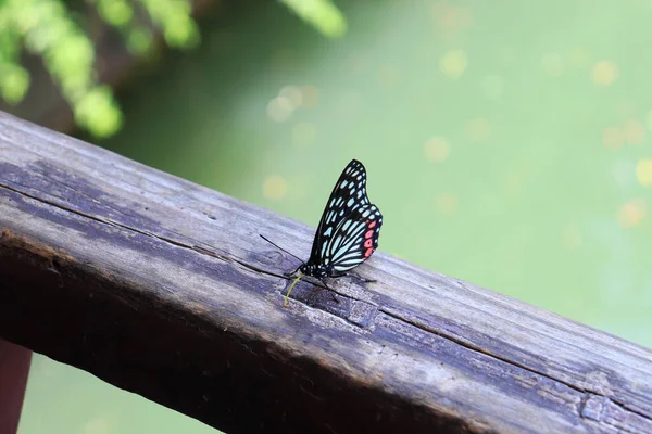 Belo Tiro Uma Borboleta Uma Superfície Madeira — Fotografia de Stock