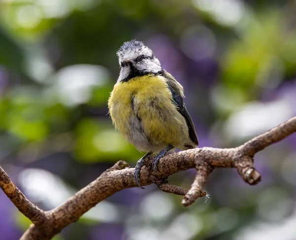 Selective Focus Shot Beautiful Blue Tit Perched Branch Garden — Stockfoto