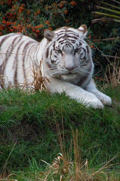 Вертикальный Портрет Белого Бенгальского Тигра Лежащего Зеленой Траве Зоопарке Флеш — стоковое фото
