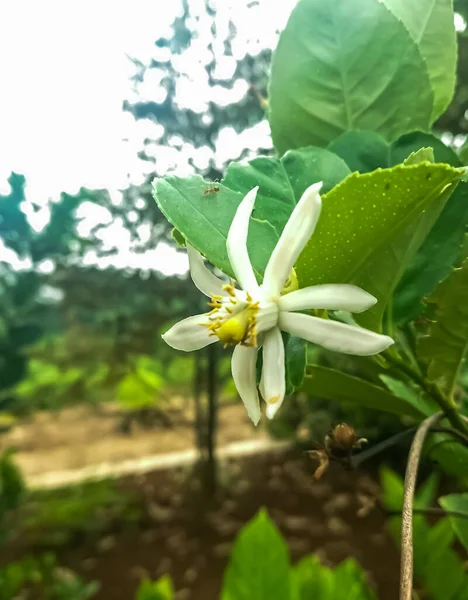 Gran Característica Son Sus Flores Blancas Flor Azahar Que Brota — Foto de Stock