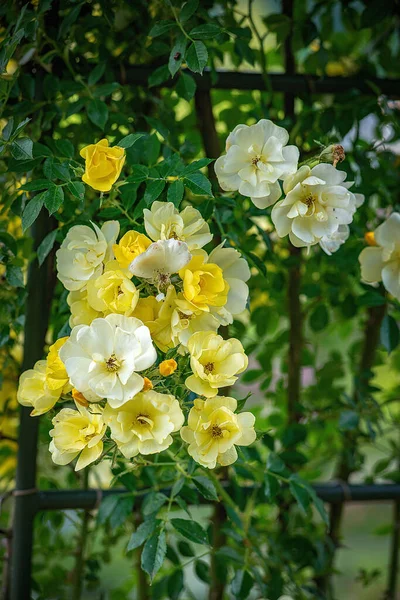 Tiro Vertical Rosas Amarelas Crescendo Uma Cerca — Fotografia de Stock