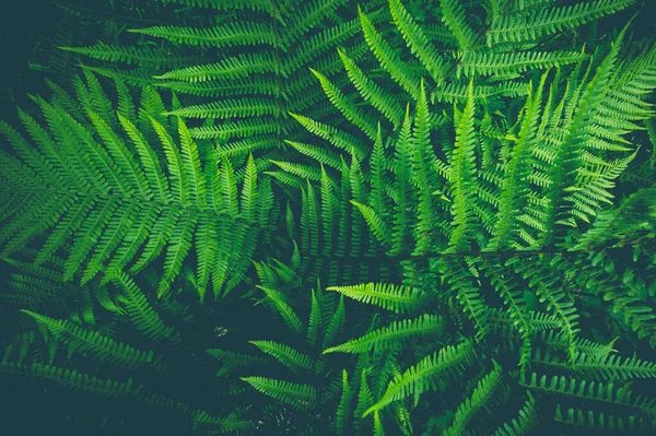 Widok Góry Zielone Paprocie Lesie — Zdjęcie stockowe