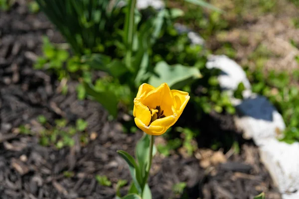 Een Closeup Shot Van Een Bloeiende Gele Tulp Een Tuin — Stockfoto