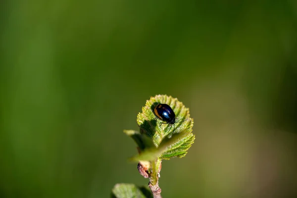 Una Macro Escarabajo Agelastica Sobre Una Hoja Verde —  Fotos de Stock