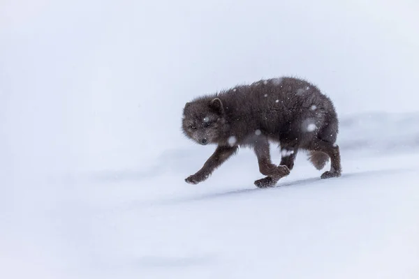Közelkép Egy Sarkvidéki Rókáról Hóban Hornstrandir Természetvédelmi Területen Izlandon — Stock Fotó