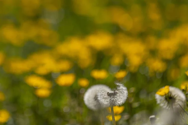 Sarı Karahindiba Çiçekleri Taraxacum Arasında Bulanık Bir Plan Arka Plan — Stok fotoğraf