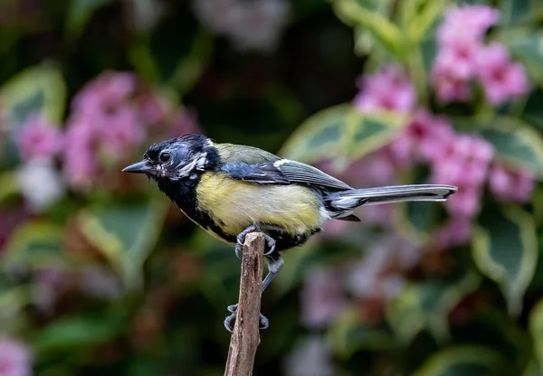 Beautiful Shot Great Tit Sitting Branch — Fotografia de Stock