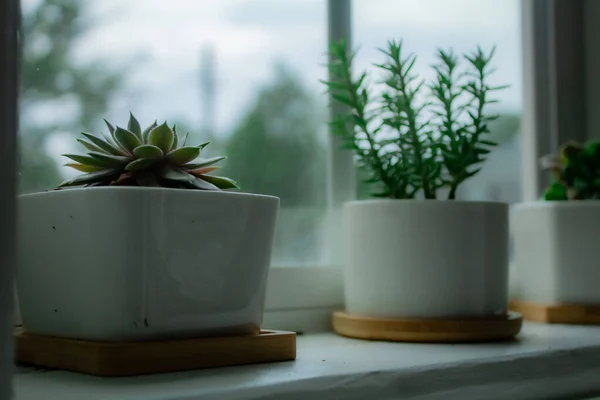 Sebuah Gambar Closeup Dari Tembikar Succulents Pada Jendela Putih — Stok Foto