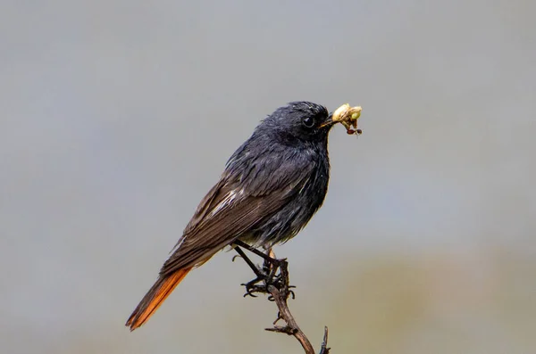Eine Nahaufnahme Mit Einem Vogel Phoenicurus Ochruros Auf Einem Ast — Stockfoto