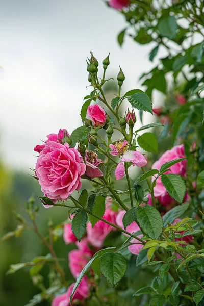 Focus Sélectif Roses Roses Dans Parc — Photo