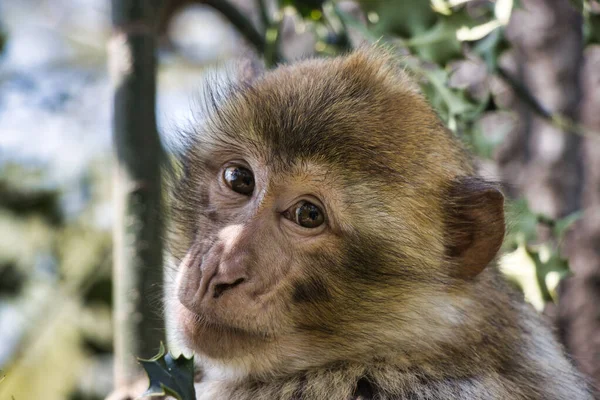 공원에 원숭이의 얼굴을 위에서 클로즈업으로 — 스톡 사진