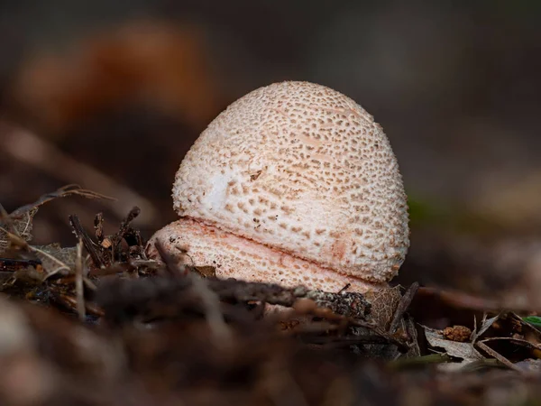 Tiny Amanita Rubescens Mushroom Growing Out Soil — Stock Photo, Image