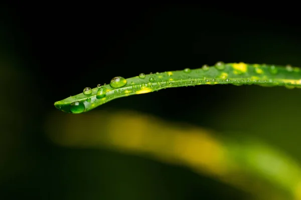Närbild Vattendroppar Ett Grönt Blad — Stockfoto