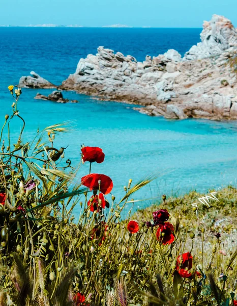 Eine Schöne Aufnahme Von Mohn Mit Einem Blauen Meer Hintergrund — Stockfoto