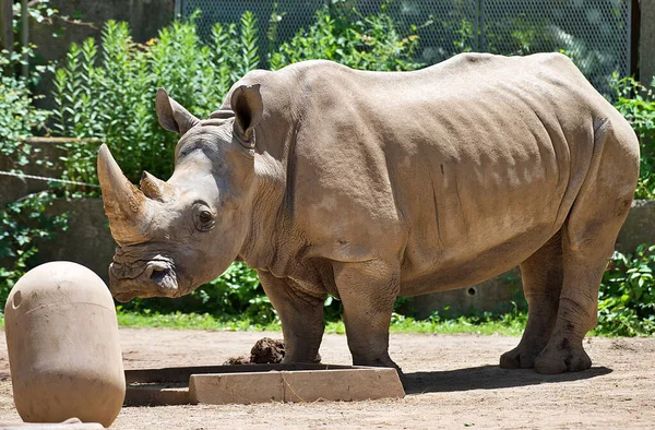 Гигантский Носорог Стоящий Земле Солнечный День — стоковое фото