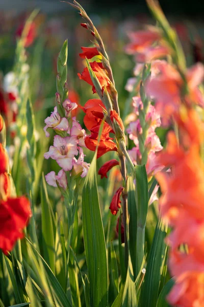 Tiro Vertical Flores Gladiolus Dinamarca — Fotografia de Stock