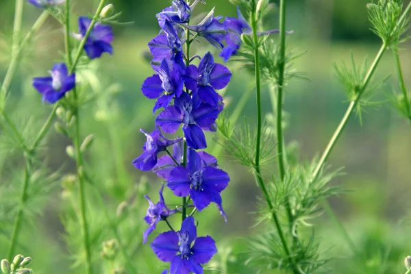 Close Flores Larkspur Siberianas Azuis Vibrantes Cercadas Por Folhas Verdes — Fotografia de Stock