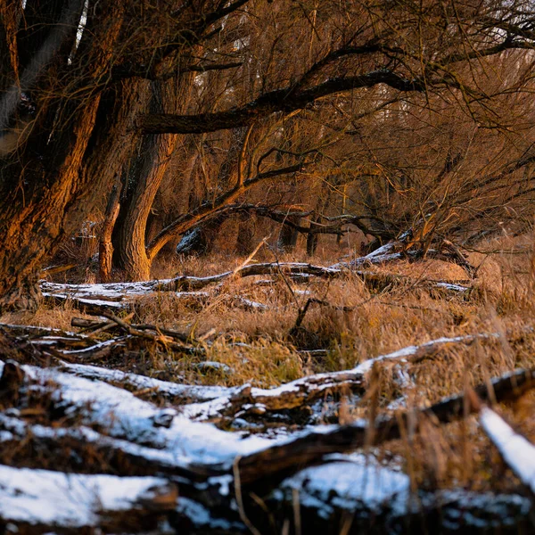Tiro Ângulo Baixo Uma Bela Floresta Durante Inverno — Fotografia de Stock