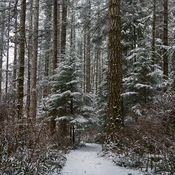 Camino Través Del Bosque Coníferas Día Invierno —  Fotos de Stock