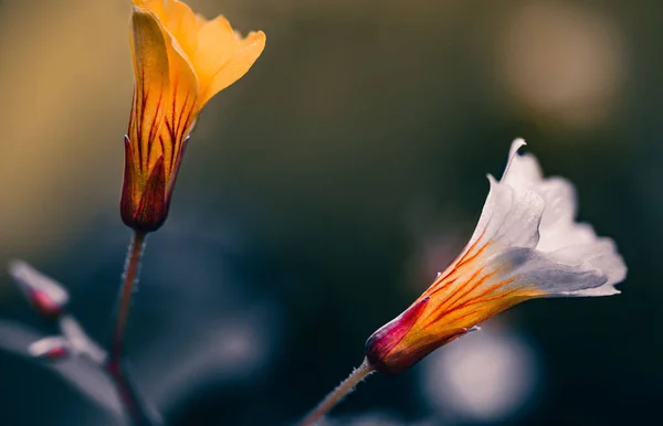 Enfoque Selectivo Una Flor Biophytum Sensitivum Sobre Fondo Oscuro Borroso —  Fotos de Stock