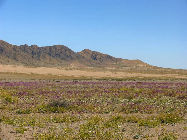 Uma Vista Panorâmica Desierto Florido Chile Com Montanhas Campo Flores — Fotografia de Stock