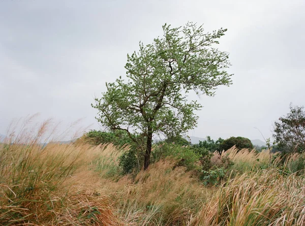 中国香港の平龍村近くの草原の木 — ストック写真