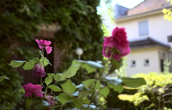 Une Mise Point Sélective Roses Roses Dans Jardin — Photo