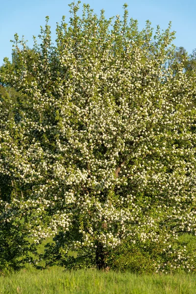 Eine Vertikale Aufnahme Von Einem Schönen Baum Und Gras Einem — Stockfoto