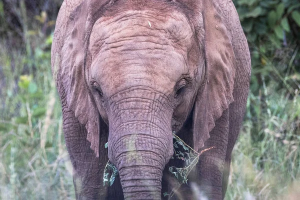 Beau Cliché Éléphant Dans Réserve Naturelle Pilansberg — Photo