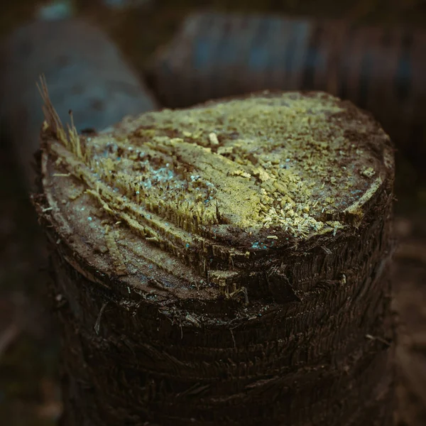 Gros Plan Des Détails Tronc Arbre Coupé Sur Fond Flou — Photo