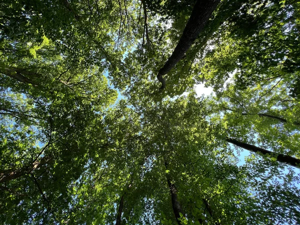 Baumkronen Vom Boden Aus Mit Himmel Hintergrund — Foto de Stock